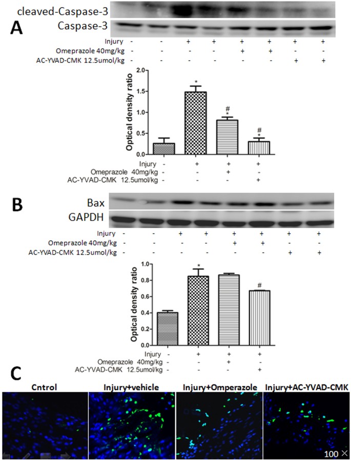 The caspase-1 inhibitor AC-YVAD-CMK attenuates acute gastric injury in  mice: involvement of silencing NLRP3 inflammasome activities | Scientific  Reports