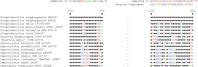 Figure 3: Sequence alignment of the PCR primer regions of the 16S rRNA genes of Streptobacillus hongkongensis and other members of the family Leptotrichiaceae.