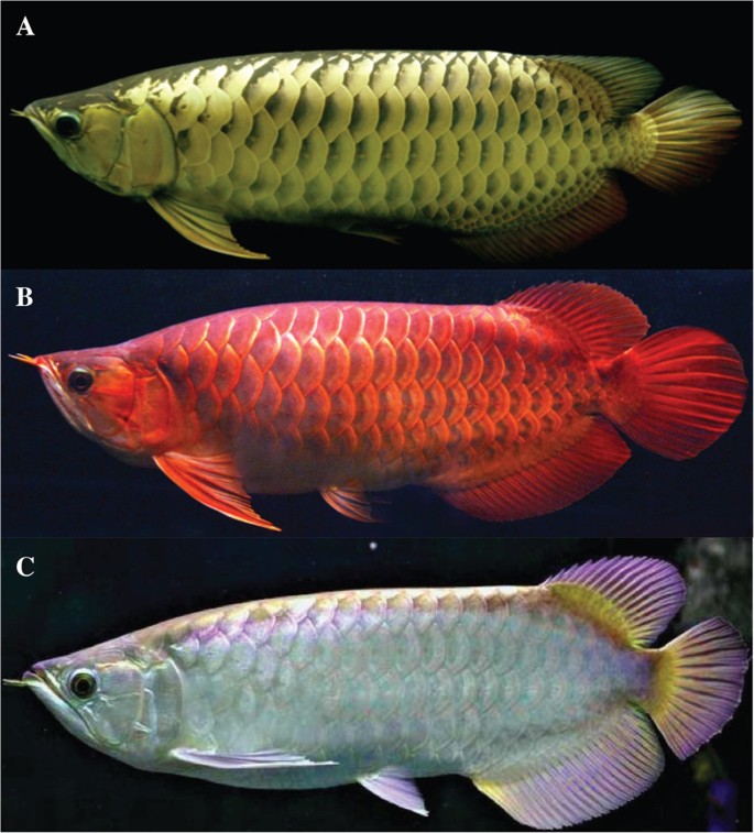 The Asian arowana (Scleropages formosus) genome provides new insights into  the evolution of an early lineage of teleosts | Scientific Reports