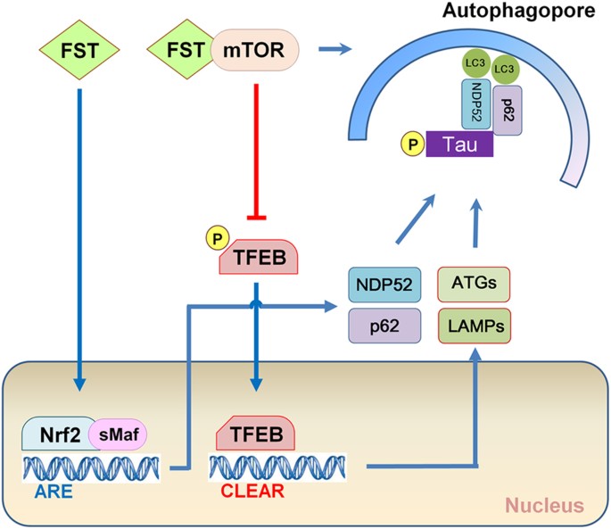 figure 12