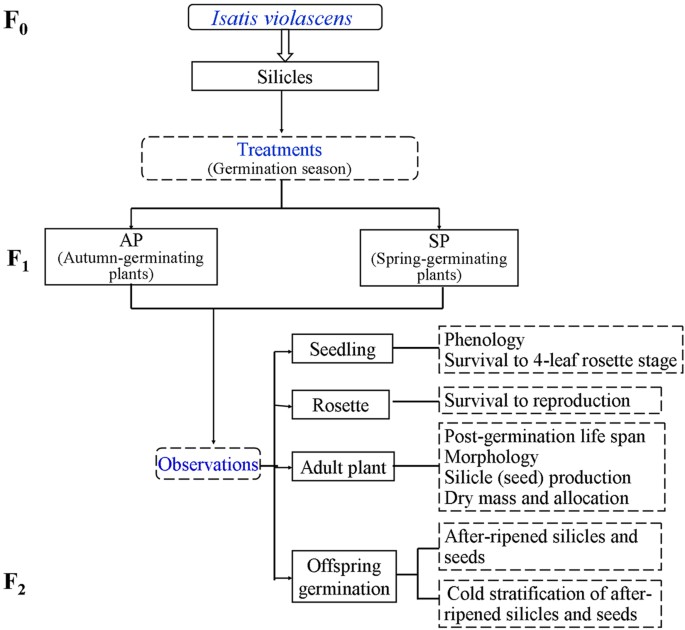 Effects Of Germination Season On Life History Traits And On Transgenerational Plasticity In Seed Dormancy In A Cold Desert Annual Scientific Reports