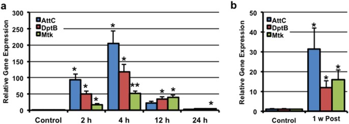 Figure 4: Innate immune response activation following mild TBI.