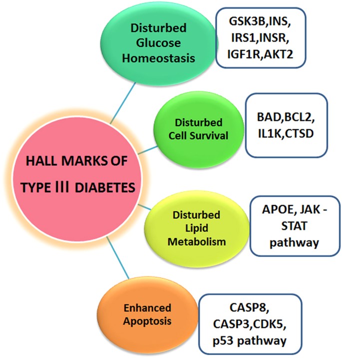 Type 3 Diabetes: Cross Talk between Differentially Regulated Proteins of  Type 2 Diabetes Mellitus and Alzheimer's Disease | Scientific Reports