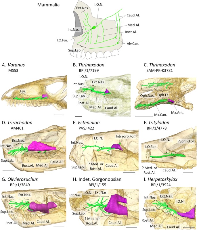 PDF] A review of the mandibular and maxillary nerve supplies and their  clinical relevance.