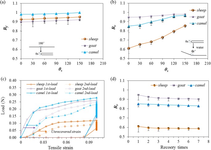 Animal Hairs As Water Stimulated Shape Memory Materials Mechanism And Structural Networks In Molecular Assemblies Scientific Reports Animal Hairs As Water Stimulated Shape Memory Materials Mechanism And Structural Networks In Molecular Assemblies Scientific Reports