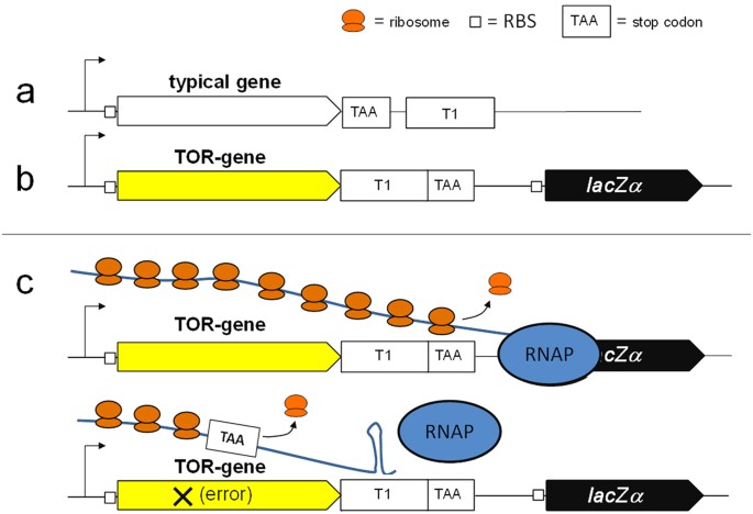Terminator Operon Reporter Combining A Transcription Termination Switch With Reporter Technology For Improved Gene Synthesis And Synthetic Biology Applications Scientific Reports Terminator Operon Reporter Combining A Transcription Termination Switch With Reporter Technology For Improved Gene Synthesis And Synthetic Biology Applications Scientific Reports