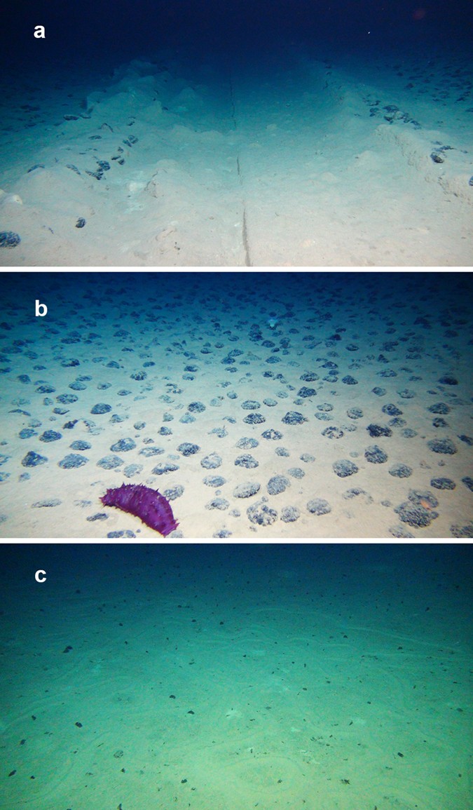 Toward a reliable assessment of potential ecological impacts of deep‐sea  polymetallic nodule mining on abyssal infauna - Lins - 2021 - Limnology and  Oceanography: Methods - Wiley Online Library