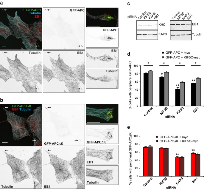 Tumour Adenomatous Polyposis Coli (APC) localisation is regulated by both Kinesin-1 and | Scientific Reports