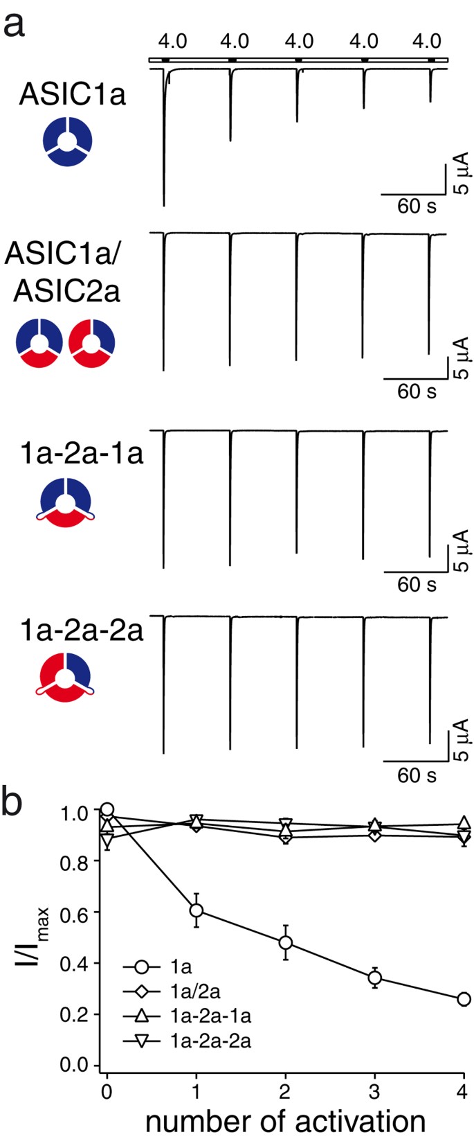 Functional and pharmacological characterization of two different ASIC1a/2a  heteromers reveals their sensitivity to the spider toxin PcTx1 | Scientific  Reports