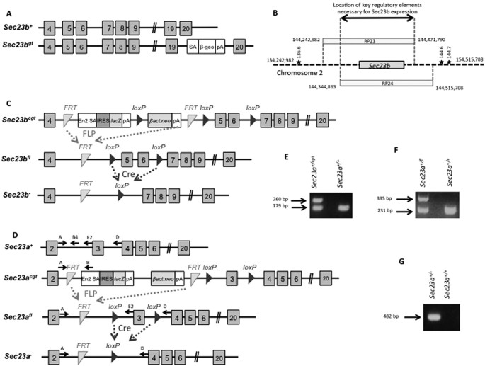 Figure 1: Sec23 mutant alleles and locations of the bacterial artificial chromosome (BAC) transgenes and microsatellite markers on mouse chromosome 2.