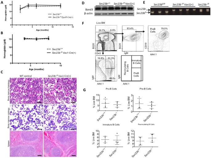Figure 4: Analysis of the SEC23B deficient bone marrow compartment.