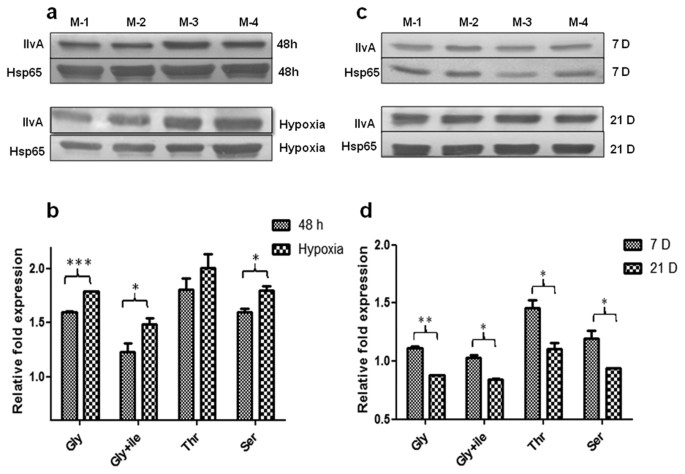 MRA_1571 is required for isoleucine biosynthesis and improves Mycobacterium  tuberculosis H37Ra survival under stress | Scientific Reports | Pflanzgefäße