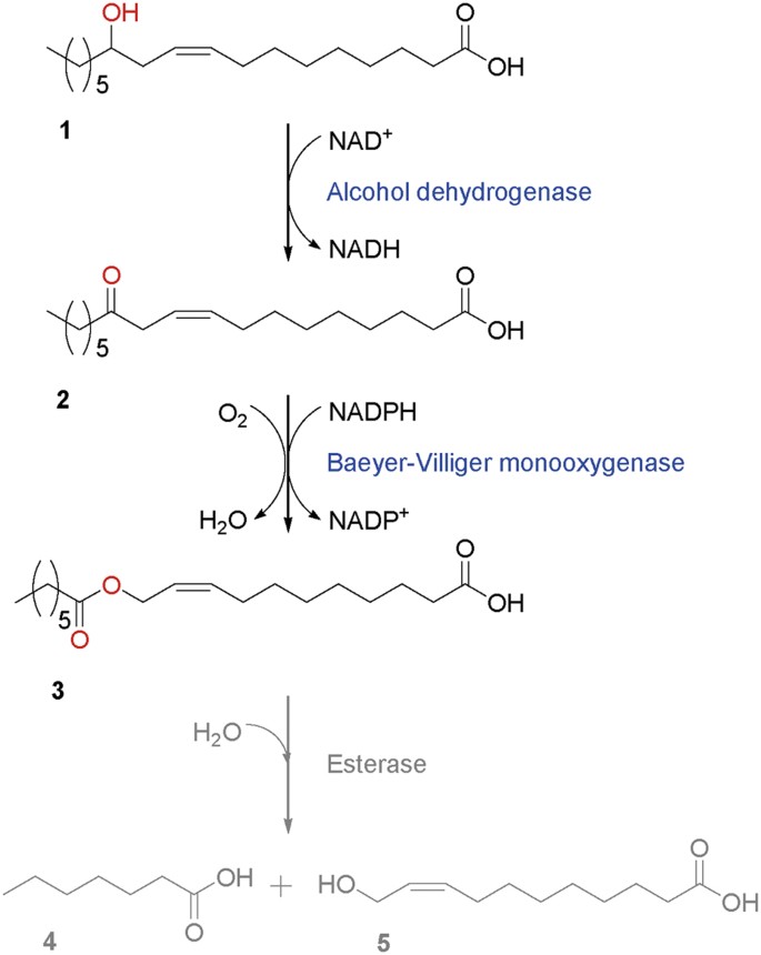 Engineering Of Baeyer Villiger Monooxygenase Based Escherichia Coli Biocatalyst For Large Scale Biotransformation Of Ricinoleic Acid Into Z 11 Heptanoyloxy Undec 9 Enoic Acid Scientific Reports Engineering Of Baeyer Villiger Monooxygenase Based Escherichia Coli Biocatalyst For Large Scale Biotransformation Of Ricinoleic Acid Into Z 11 Heptanoyloxy Undec 9 Enoic Acid Scientific Reports