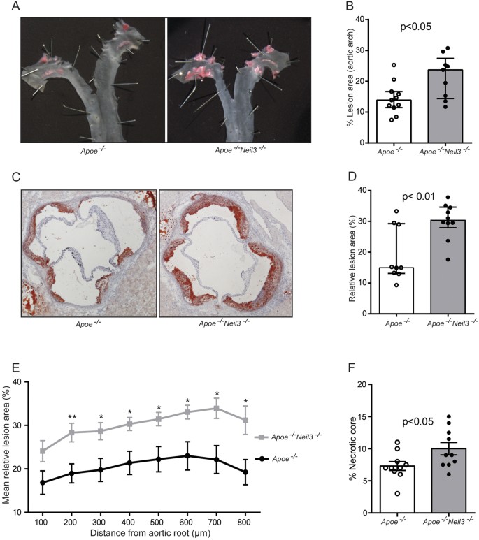 Figure 2: Neil3 deficiency on an Apoe−/− background augments atherosclerosis in male mice fed a high-fat diet.