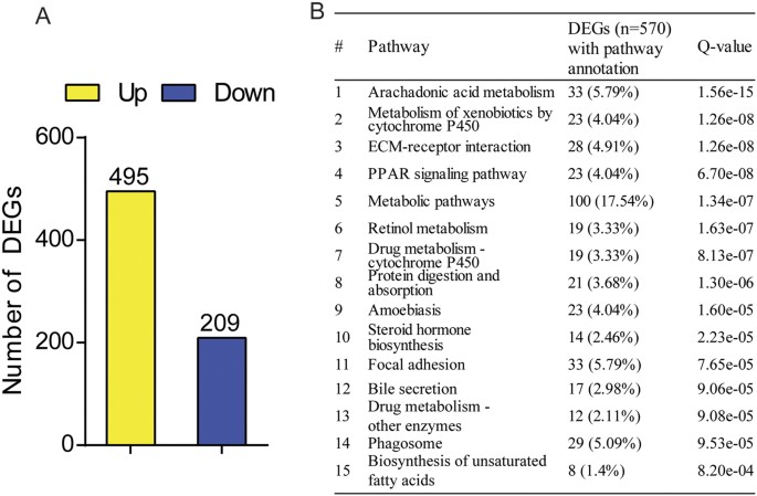 Figure 4: Neil3 deficiency modulates expression of hepatic genes.