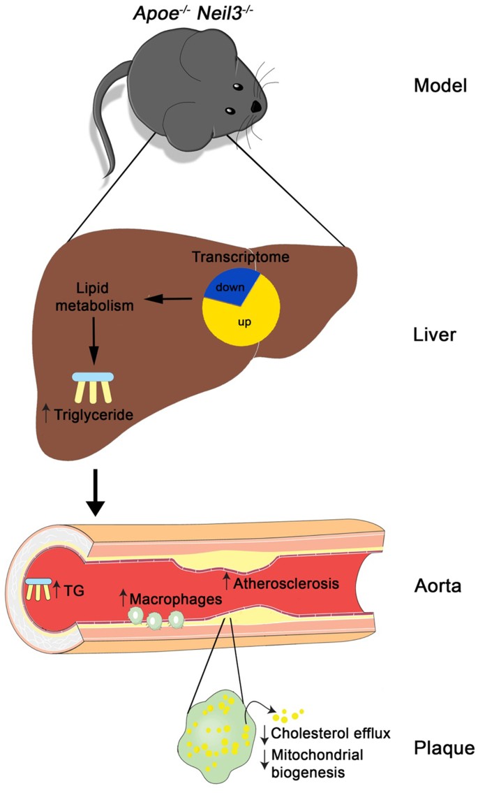 Figure 7: Neil3 deficiency promotes atherosclerosis in Apoe−/− mice on a high-fat diet through effects on lipid metabolism and macrophages, potentially involving non-canonical effects.