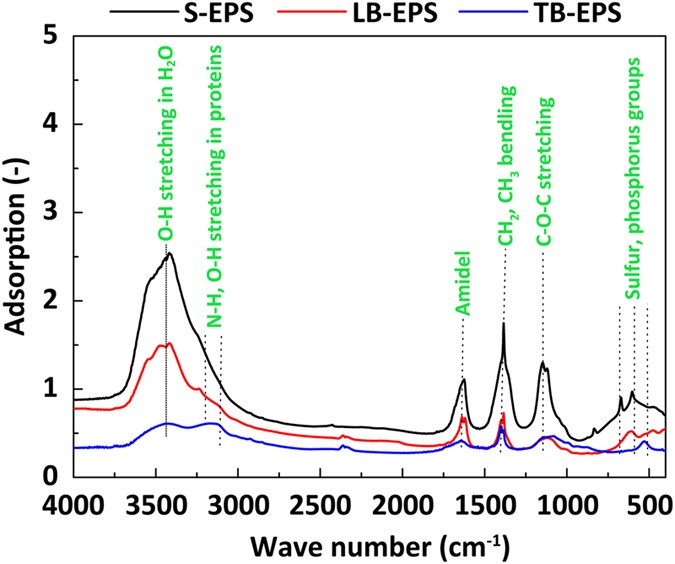 Composition Analysis Of Fractions Of Extracellular Polymeric Substances From An Activated Sludge Culture And Identification Of Dominant Forces Affecting Microbial Aggregation Scientific Reports