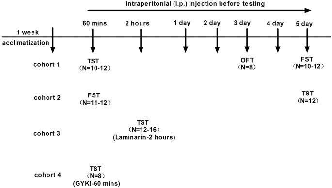 Figure 1: Experimental procedures.
