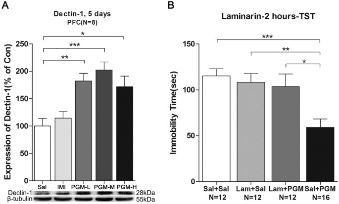 Figure 4: Proteo-β-glucan from Maitake (PGM) mediated the antidepressant effect through its receptor Dectin-1.
