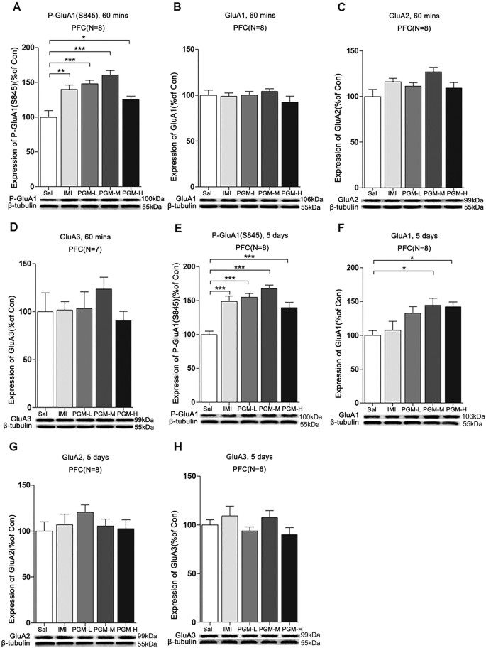 Figure 5: The effects of proteo-β-glucan from Maitake (PGM) on the p-GluA1(S845) (P-GluA1), GluA1, GluA2, and GluA3 levels in the prefrontal cortex (PFC) after 60 minutes and 5 days of treatments.