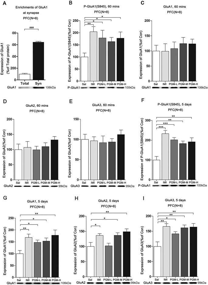 Figure 6: The effects of proteo-β-glucan from Maitake (PGM) on the synaptic p-GluA1(S845) (P-GluA1), GluA1, GluA2 and GluA3 in the prefrontal cortex (PFC).