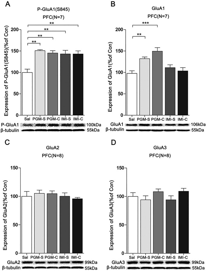 Figure 8: Proteo-β-glucan from Maitake (PGM) evoked a prolonged increase of p-GluA1(S845) (P-GluA1) and GluA1 levels in the prefrontal cortex (PFC).