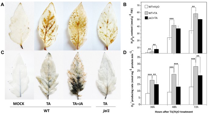 Critical Role Of Coi1 Dependent Jasmonate Pathway In Aal Toxin Induced Pcd In Tomato Revealed By Comparative Proteomics Scientific Reports