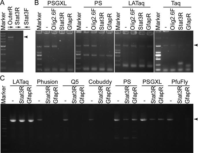 Guanine Rich Sequences Inhibit Proofreading Dna Polymerases Scientific Reports