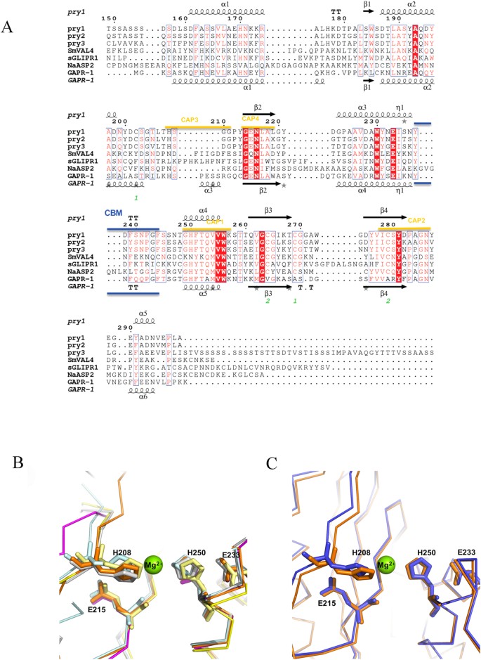Structural and functional characterization of the CAP domain of  pathogen-related yeast 1 (Pry1) protein | Scientific Reports