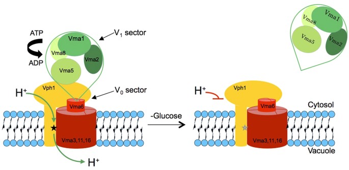 Figure 1: Organisation of V-ATPase and its glucose-dependent dissociation.