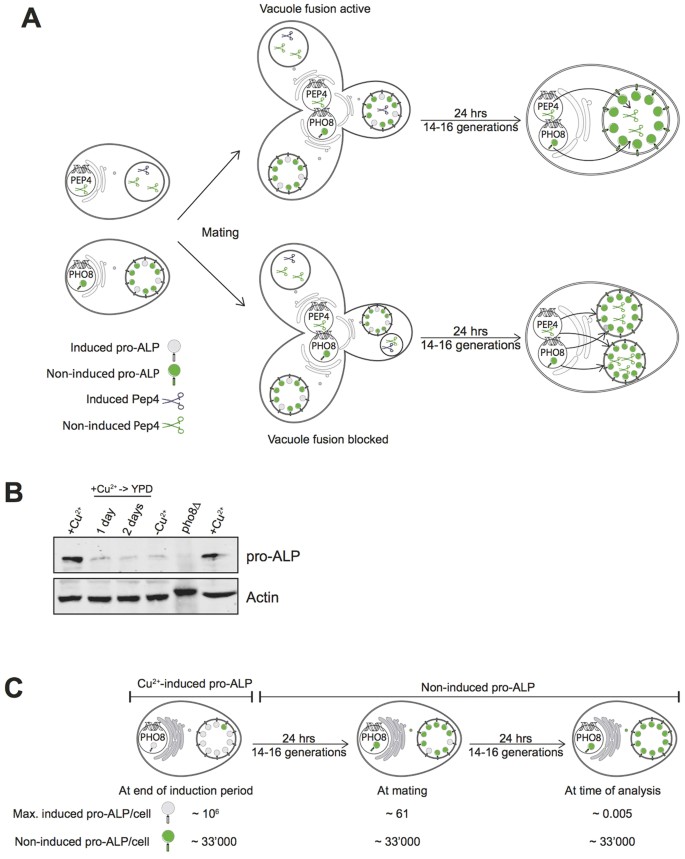 Figure 6: Limitations of the in vivo fusion assay employed by Coonrod et al.