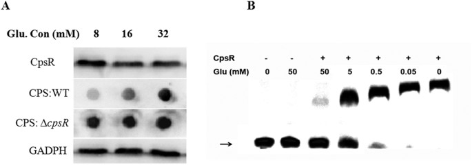 Figure 5: CpsR is a glucose sensing regulator.