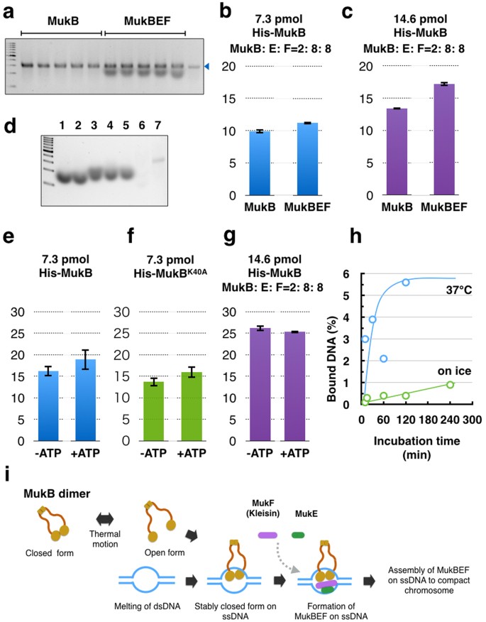 condensin mukb on dna