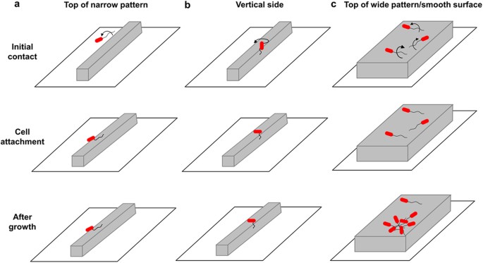 How Escherichia Coli Lands And Forms Cell Clusters On A Surface A New Role Of Surface Topography Scientific Reports How Escherichia Coli Lands And Forms Cell Clusters On A Surface A New Role Of Surface Topography Scientific Reports