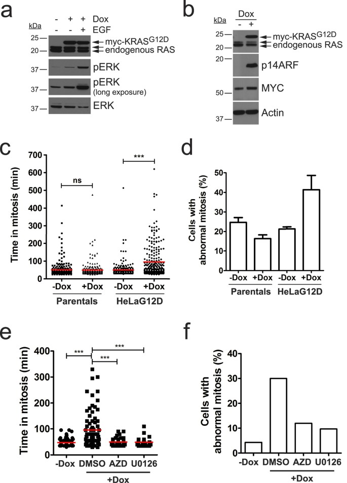Oncogenic KRAS triggers MAPK-dependent errors in mitosis and MYC-dependent  sensitivity to anti-mitotic agents | Scientific Reports
