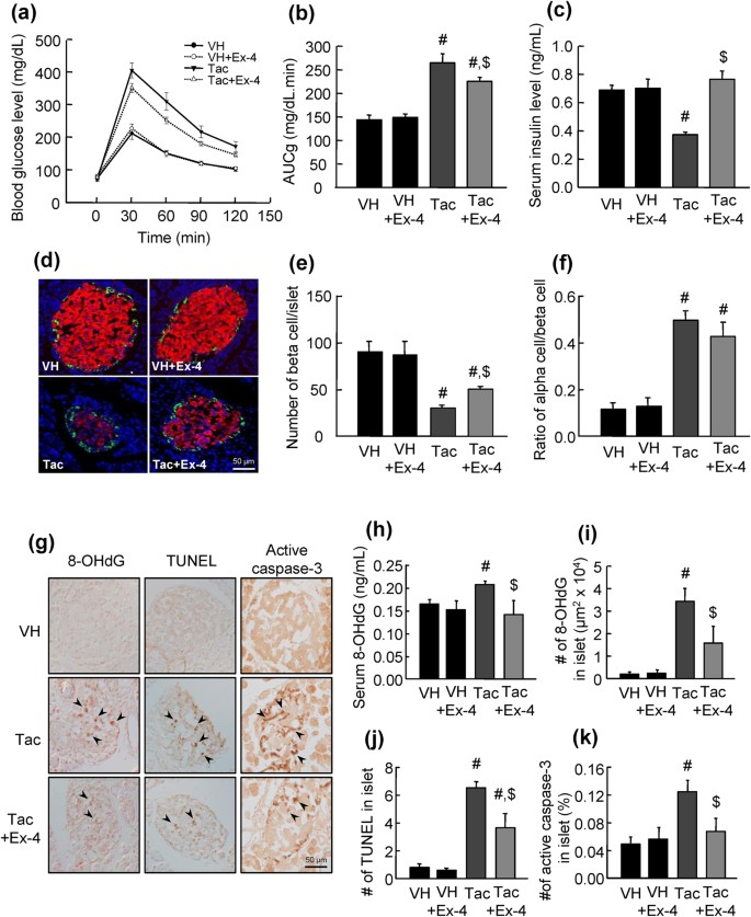 Effect Of Exendin 4 On Autophagy Clearance In Beta Cell Of Rats With Tacrolimus Induced Diabetes Mellitus Scientific Reports