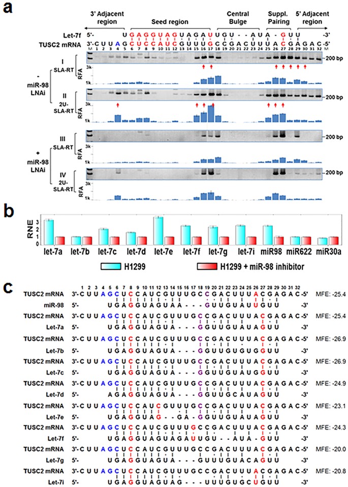 Microrna Mediated Target Mrna Cleavage And 3 Uridylation In Human Cells Scientific Reports