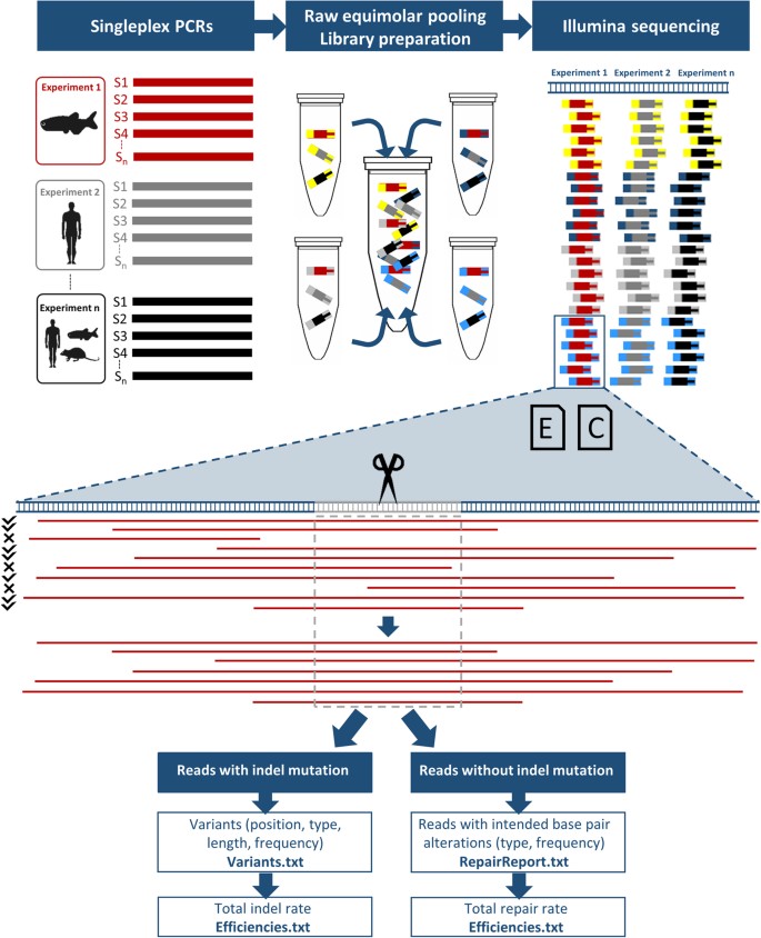 BATCH-GE: Batch analysis of Next-Generation Sequencing data for genome  editing assessment | Scientific Reports