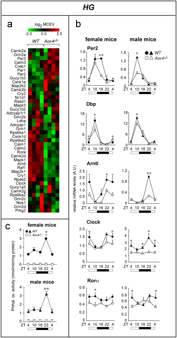 Figure 1: Circadian-rhythm genes in HG of Aox4−/− and WT mice.