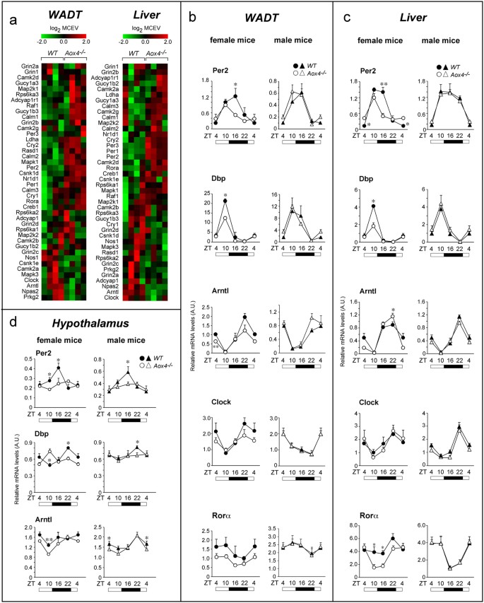 Figure 2: Circadian-rhythm genes in Aox4−/− WADT, liver and hypothalamus of Aox4−/− and WT mice.