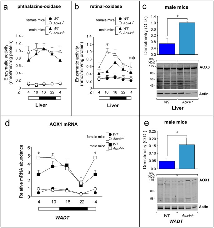Figure 3: Expression of AOX3 and AOX1 mRNAs and proteins in liver and WADT.