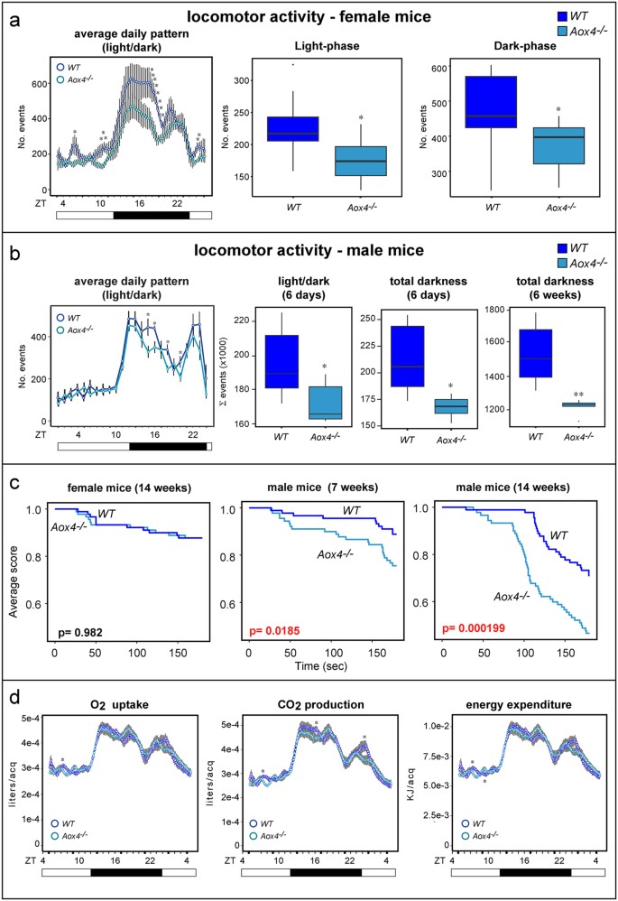 Figure 4: Locomotor activity, muscle strength and energy expenditure in Aox4−/− and WT mice.