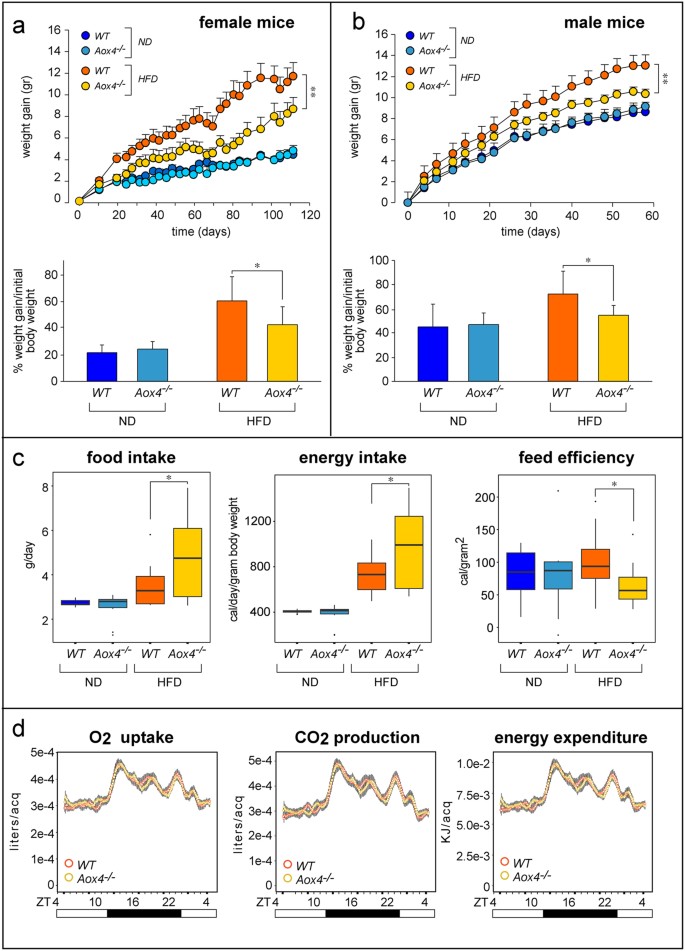 Figure 5: Lean phenotype of Aox4−/− mice.