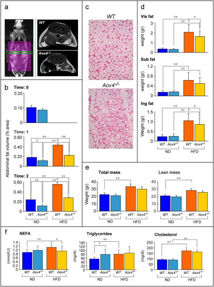 Figure 6: Reduced fat accumulation in Aox4−/− WADT.