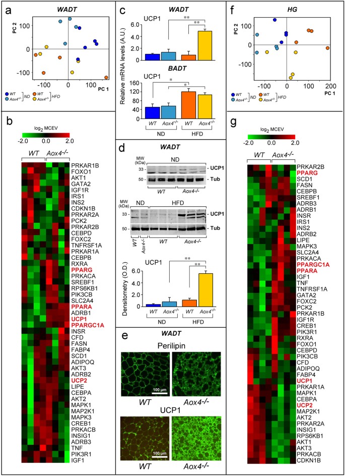 Figure 7: Brown adipocyte gene expression pathways in WADT and HG of Aox4−/− mice.