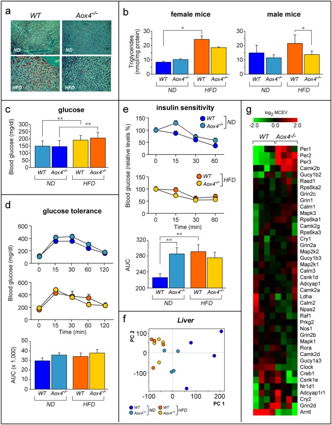 Figure 8: Liver steatosis, insulin sensitivity and liver circadian-rhythm gene expression.