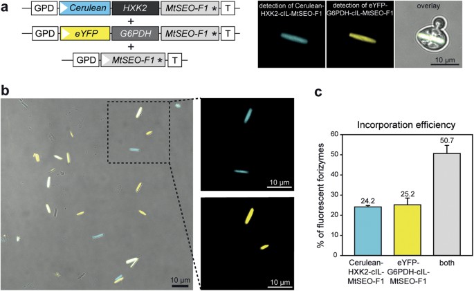 Figure 4: Assembly and incorporation efficiency of multi-enzyme forizymes that display fluorescence-tagged G6PDH and HXK2.