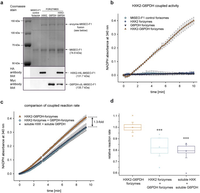 Figure 5: Production and analysis of HXK2-G6PDH forizymes for a two-step reaction cascade.