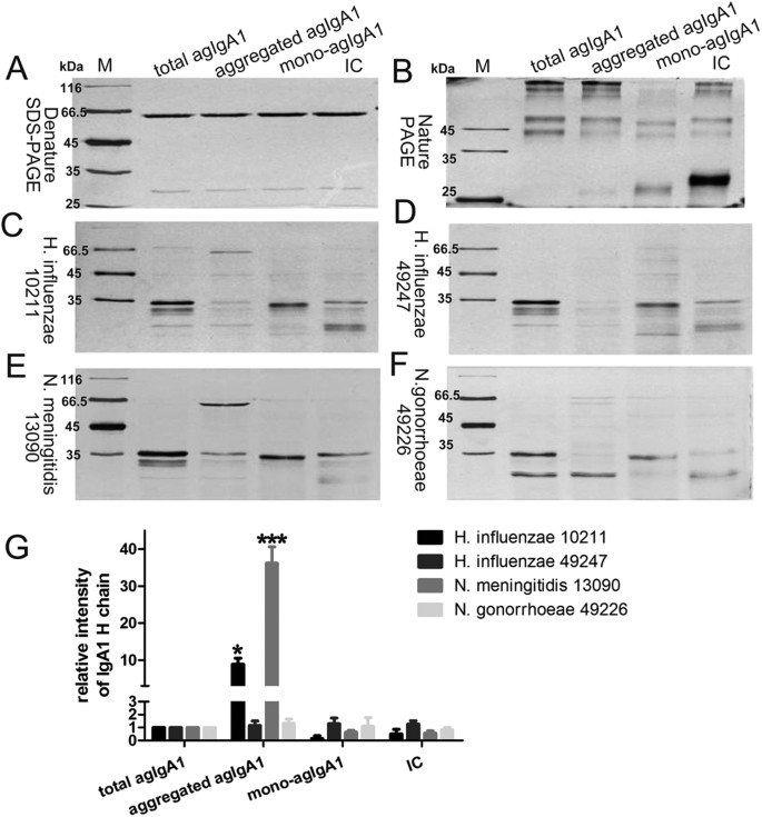 Bacterial IgA protease-mediated degradation of agIgA1 and agIgA1 immune  complexes as a potential therapy for IgA Nephropathy | Scientific Reports