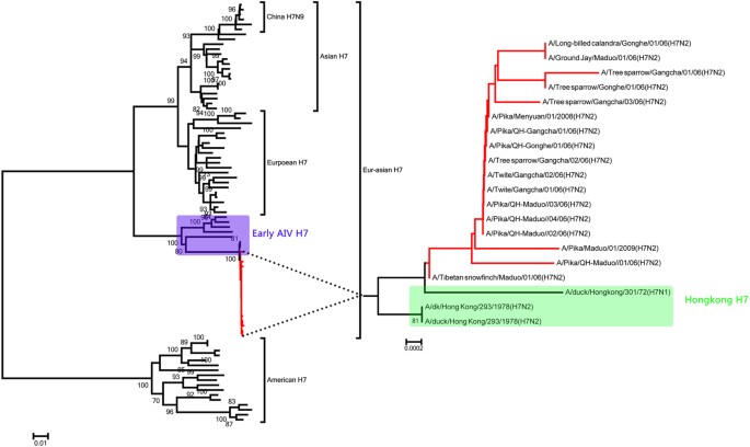 Figure 2: Phylogenetic analysis of the HA gene of the H7N2 isolates.